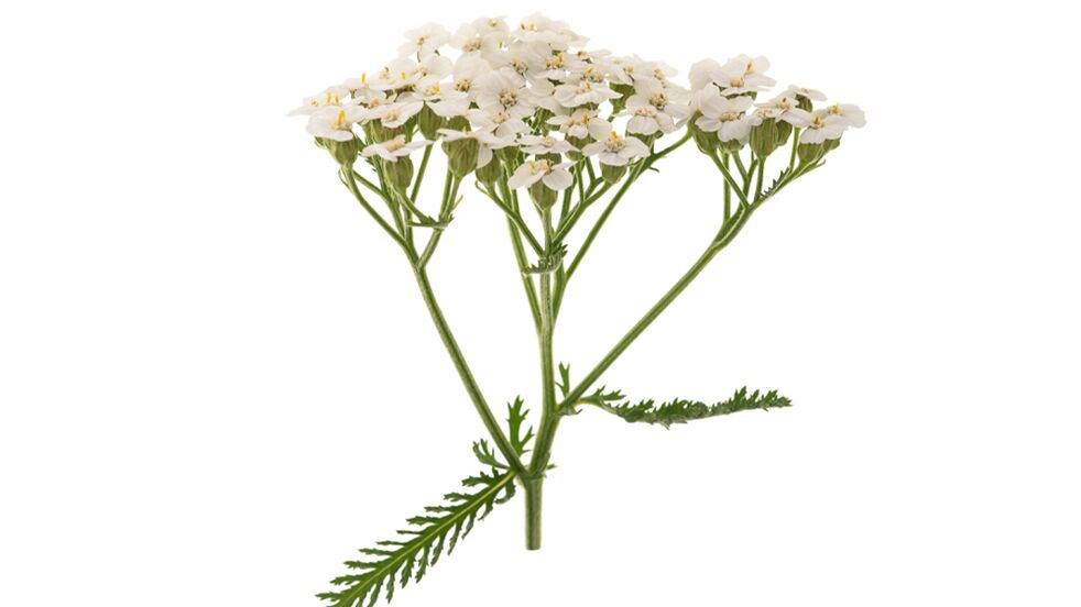 Yarrow ως μέρος του Proctonic